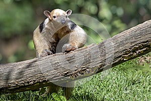 Southern Anteater tamandua tetradactyla on the tree.Close up.