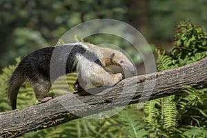 Southern Anteater tamandua tetradactyla on the tree.Close up. photo