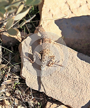 Southern Arizona: Lesser Earless Lizard - sunbathing