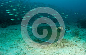 Southern Atlantic Stingray