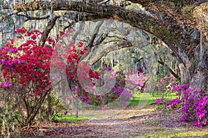 Southern Azalea Garden South Carolina