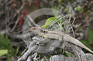 Southern Bahamas anole Lizard anolis sagrei