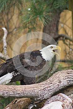 Southern Bald Eagle