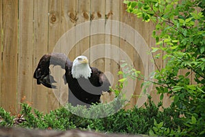 Southern Bald Eagle