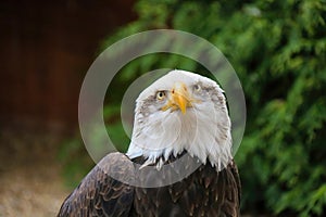Southern Bald Eagle, Haliaeetus leucocephalus