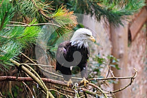 The Southern Bald Eagle is a species of bird of prey. Background with selective focus