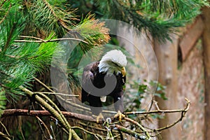 The Southern Bald Eagle is a species of bird of prey. Background with selective focus