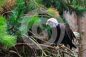 The Southern Bald Eagle is a species of bird of prey. Background with selective focus