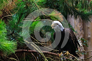 The Southern Bald Eagle is a species of bird of prey. Background with selective focus