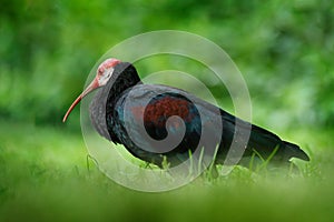 Southern bald ibis, Geronticus calvus, exotic bird in the nature habitat, bird in the green grass, during sunset, Marocco. Rare bi