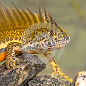 Southern banded newt aquatic animal in natural underwater habitat