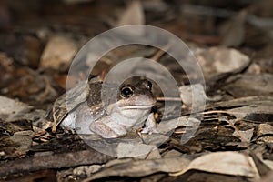 Southern Banjo Frog In Wet Leaves, Laratinga Wetlands, South Australia