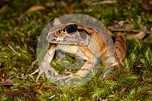 Southern Barred Frog