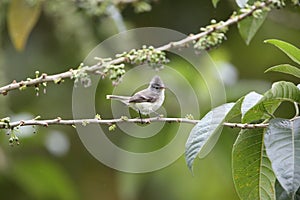 Southern Beardless-Tyrannulet in Equador photo