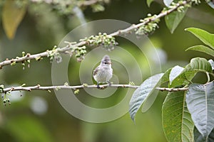 Southern Beardless-Tyrannulet in Equador