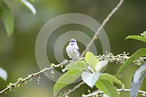 Southern Beardless-Tyrannulet in Equador