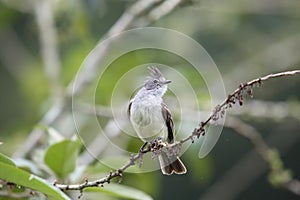 Southern Beardless-Tyrannulet in Equador photo