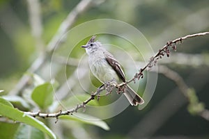 Southern Beardless-Tyrannulet in Equador photo