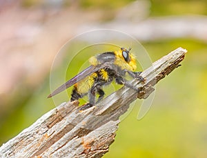 Southern bee killer, Mallophora orcina Species of robber fly