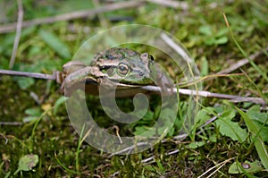 Southern Bell Frog