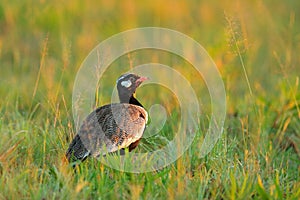 Southern black korhaan bustard, Afrotis afra, bird in the grass, morning light, okavango delta, Moremi, Botswana. Wildlife scene