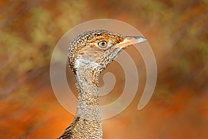 Southern black korhaan bustard, Afrotis afra, bird in the grass, morning light, okavango delta, Moremi, Botswana. Wildlife scene