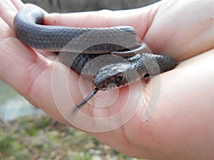Southern Black Racer - Coluber Constrictor Priapus