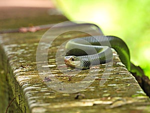 Southern Black Racer Snake (Coluber constrictor priapus)