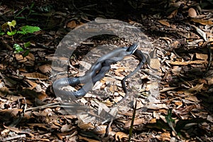 Southern black racer snake sunning in a forest.