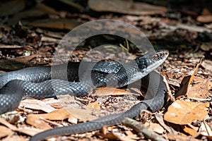 Southern black racer snake sunning in a forest.