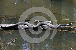 Southern Black Water Snake - Nerodia fasciata