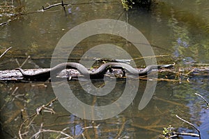 Southern Black Water Snake - Nerodia fasciata