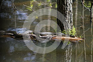 Southern Black Water Snake - Nerodia fasciata