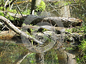 Southern Black Water Snake - Nerodia fasciata