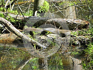Southern Black Water Snake - Nerodia fasciata