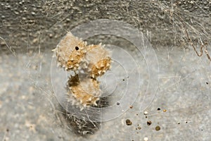 Southern Black Widow Spider Eggs