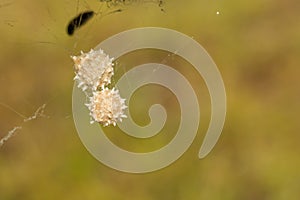 Southern Black Widow Spider Eggs