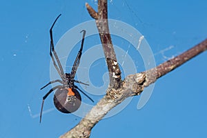 Southern Black Widow Spider - Latrodectus mactans