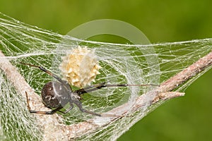 Southern Black Widow Spider - Latrodectus mactans