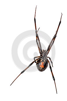 Southern Black Widow Spider - Latrodectus mactans