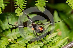 Southern Black Widow Spider - Latrodectus mactans