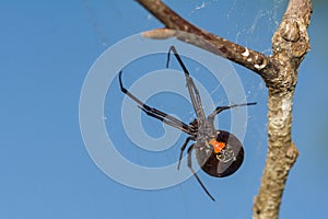 Southern Black Widow Spider - Latrodectus mactans