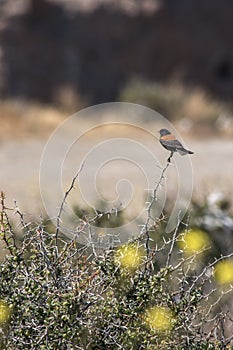 The southern blackbird (Lessonia rufa), also called the common blackbird, or southern schoolboy