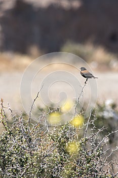 The southern blackbird (Lessonia rufa), also called the common blackbird, or southern schoolboy