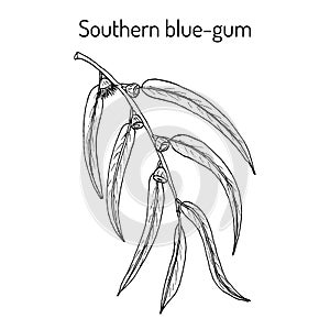 Southern blue-gum Eucalyptus globulus photo