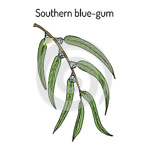 Southern blue-gum Eucalyptus globulus , or Tasmanian bluegum, medicinal plant photo