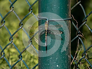 Southern or Blue Hawker (Aeshna Cyanea) Dragonfly