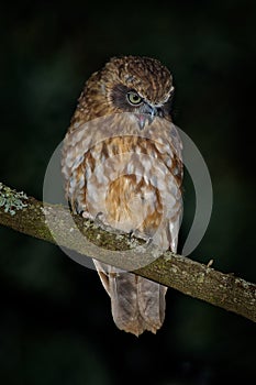 Southern Boobook - Ninox boobook small owl from Australia in the night photo