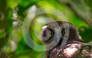 Southern Boobook owl