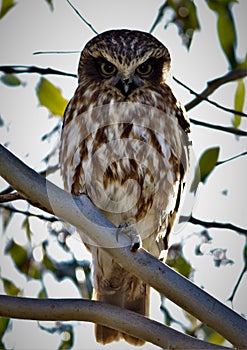 Southern Boobook owl Australian native bird